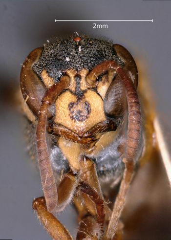 Media type: image;   Entomology 36004 Aspect: head frontal view